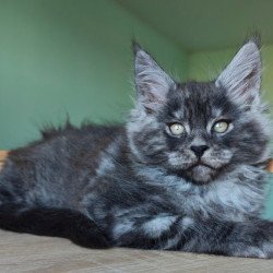 Maine Coon Grey