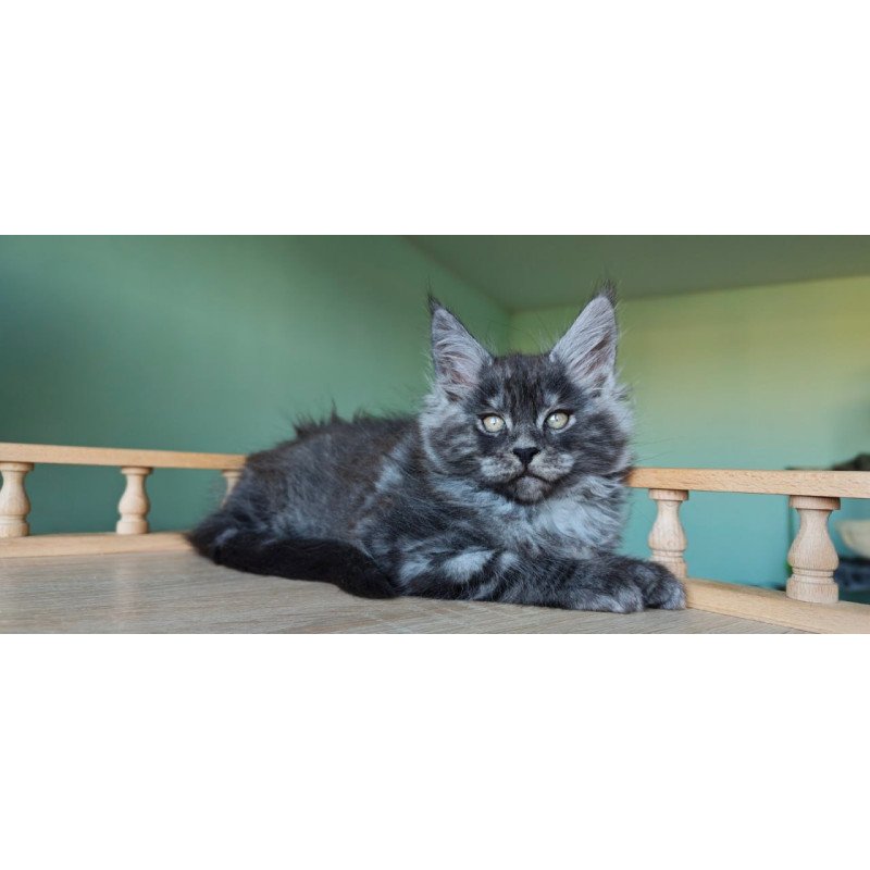 Maine Coon Grey