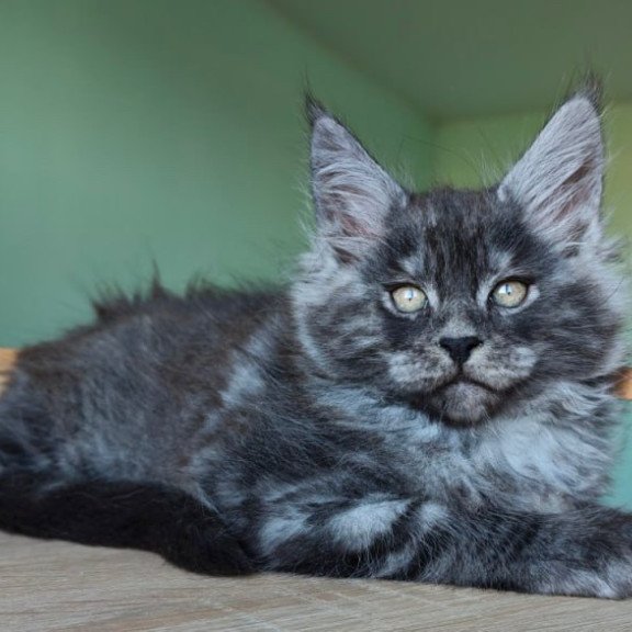 Maine Coon Grey