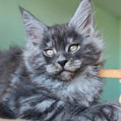 Maine Coon Grey