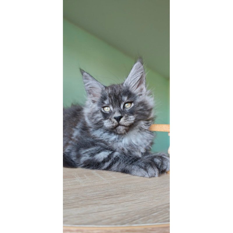 Maine Coon Grey