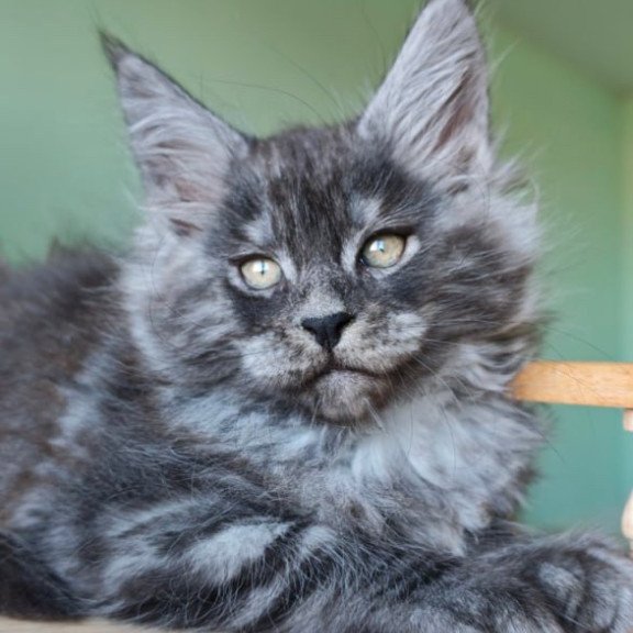 Maine Coon Grey