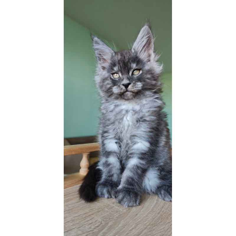 Maine Coon Grey