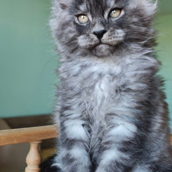 Maine Coon Grey