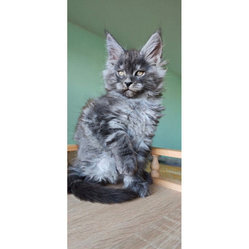 Maine Coon Grey