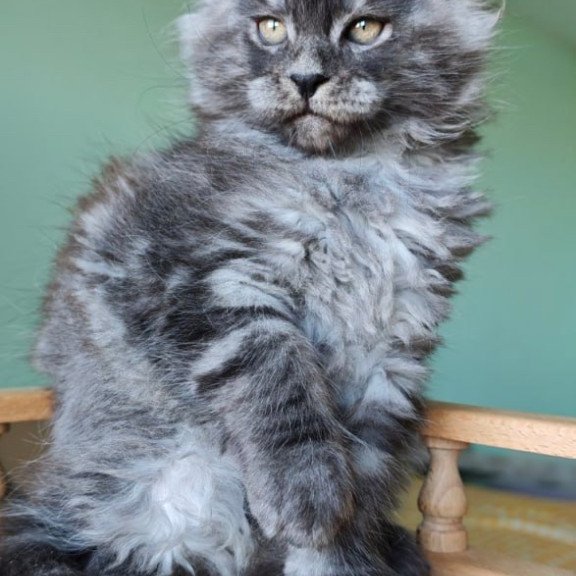 Maine Coon Grey