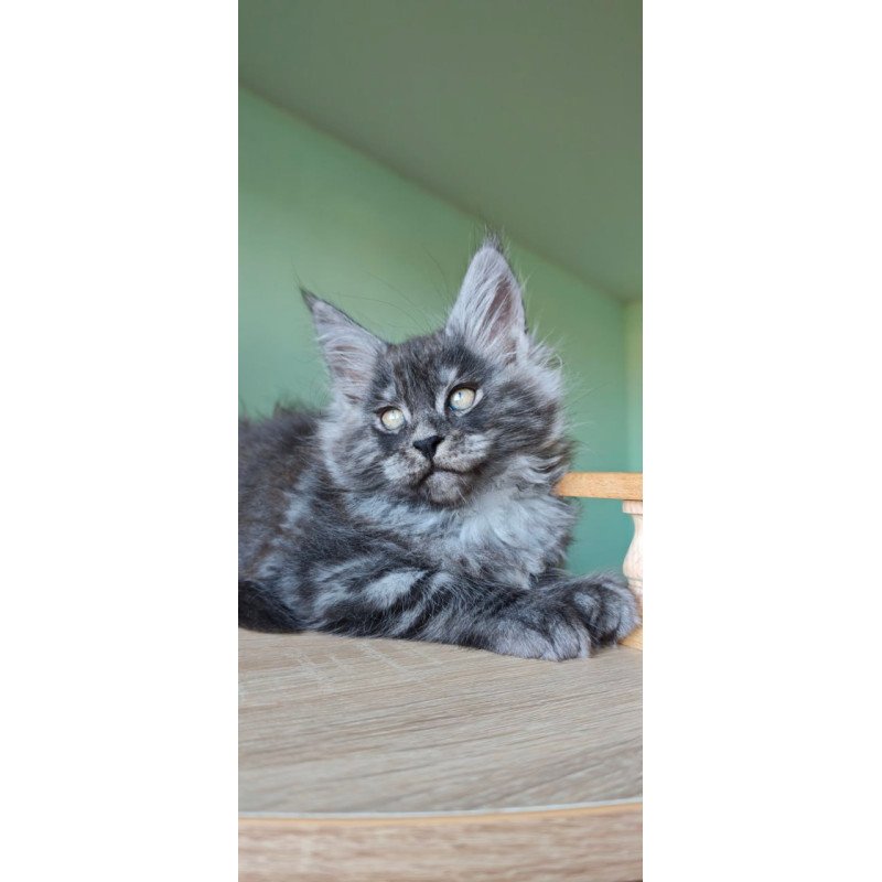 Maine Coon Grey