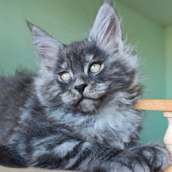 Maine Coon Grey