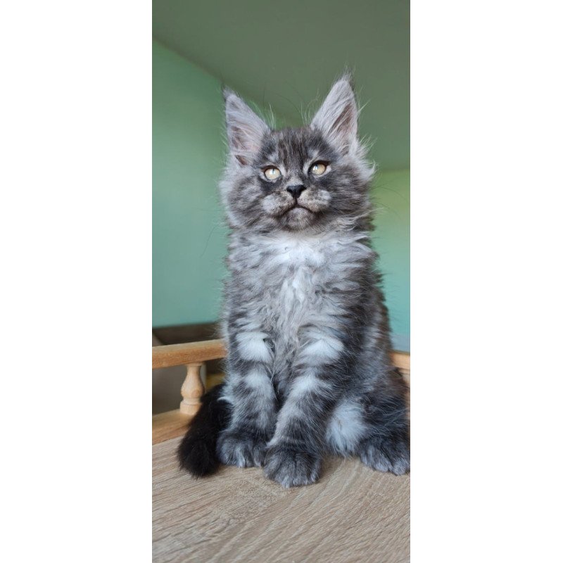 Maine Coon Grey