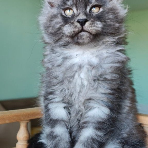 Maine Coon Grey