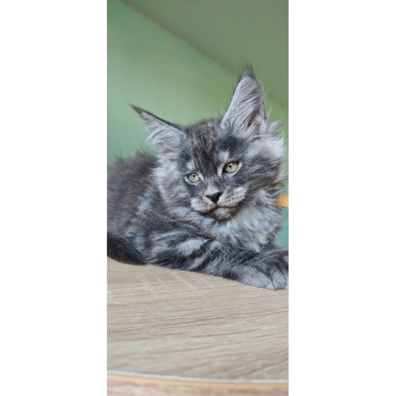 Maine Coon Grey