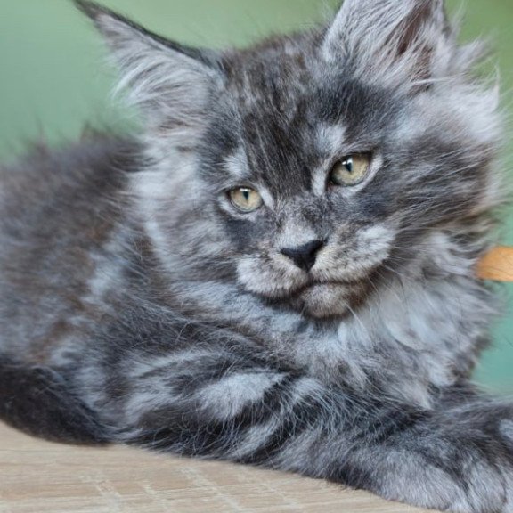 Maine Coon Grey