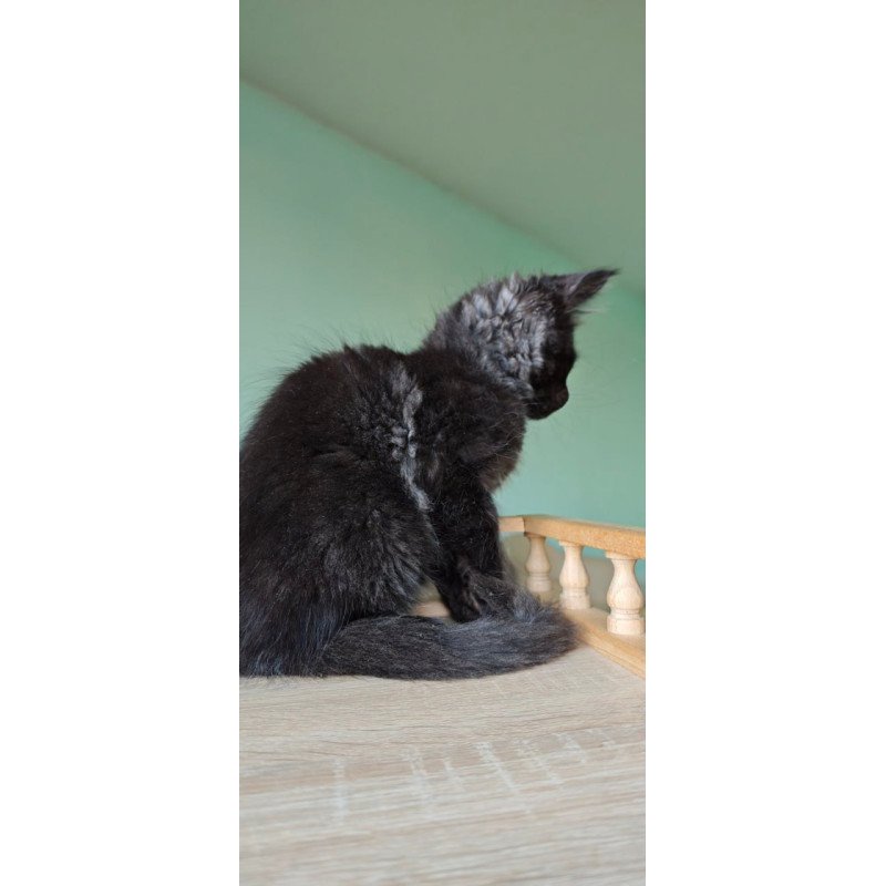 Maine Coon Genry