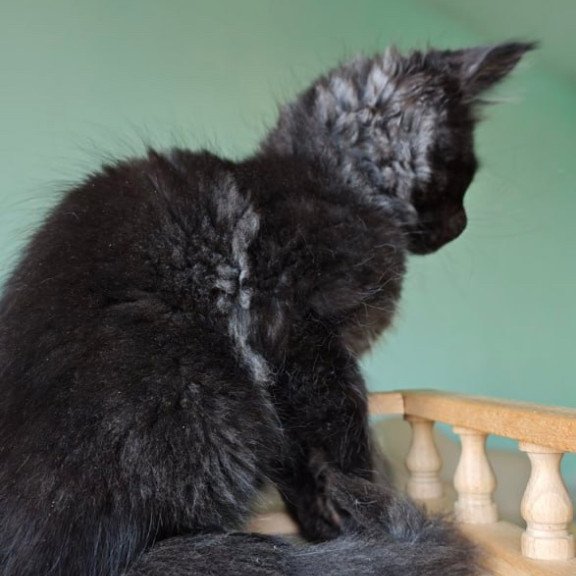 Maine Coon Genry