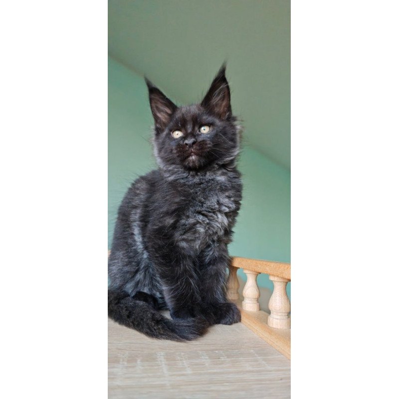 Maine Coon Genry