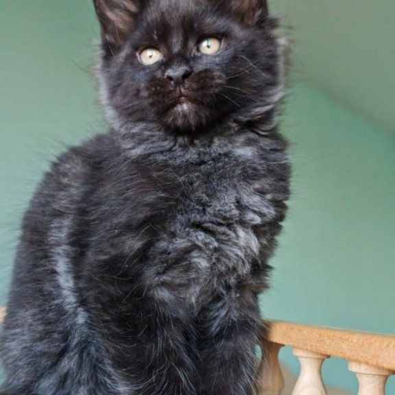 Maine Coon Genry