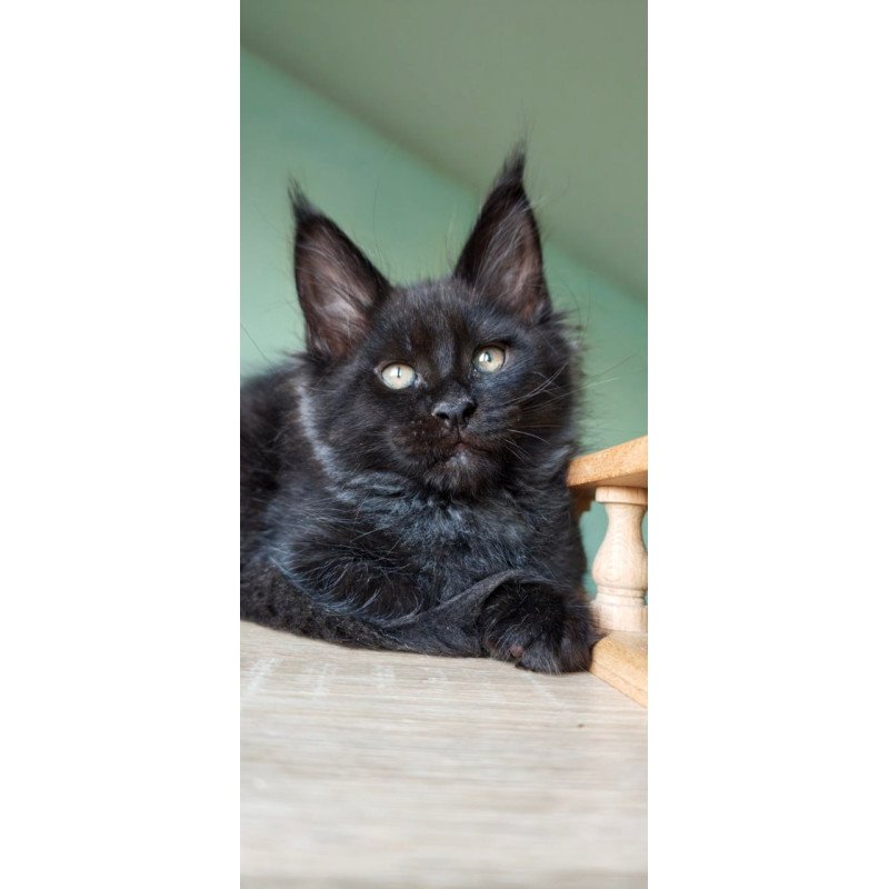 Maine Coon Genry