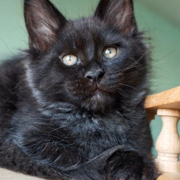 Maine Coon Genry