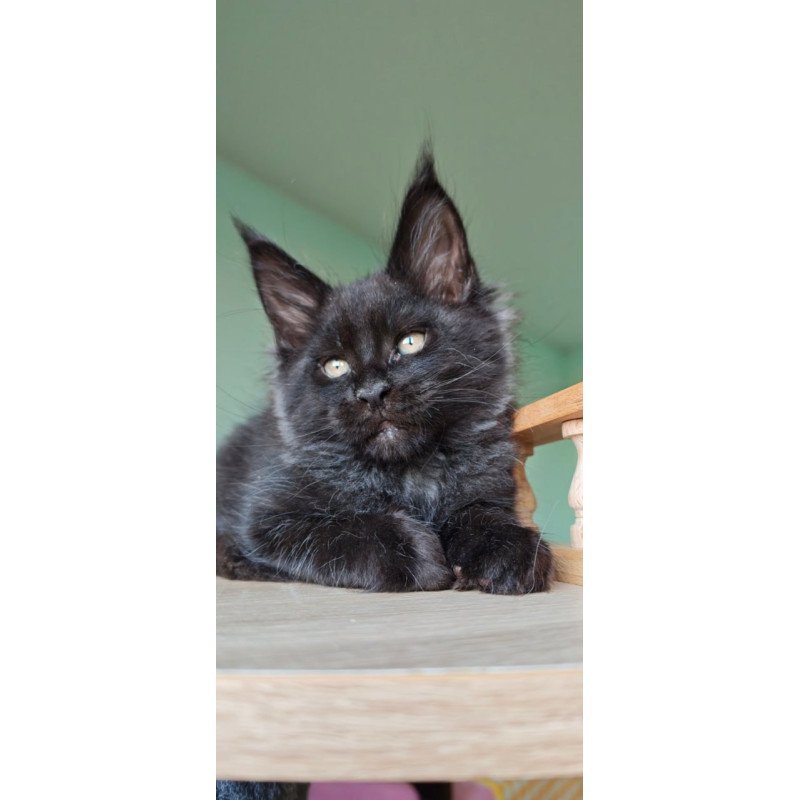 Maine Coon Genry