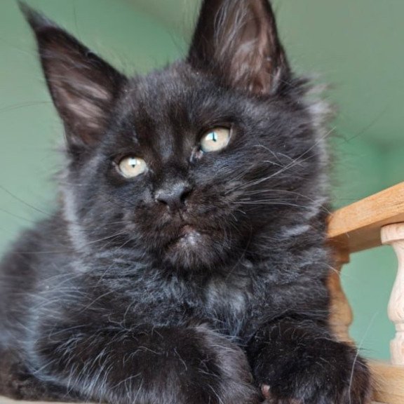 Maine Coon Genry
