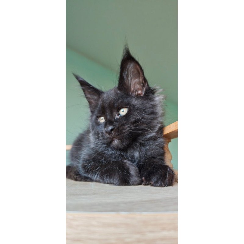 Maine Coon Genry