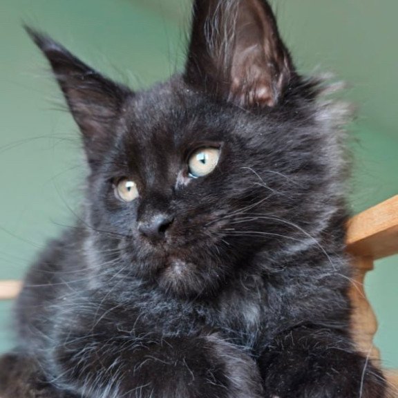 Maine Coon Genry