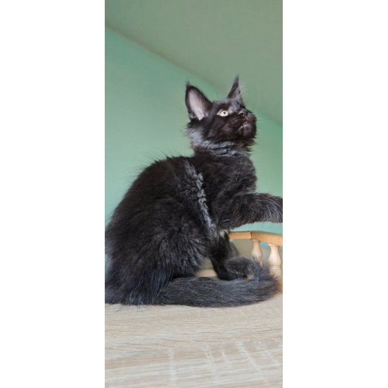 Maine Coon Genry