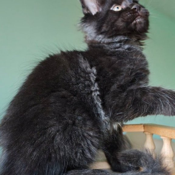 Maine Coon Genry