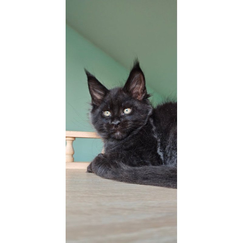 Maine Coon Genry