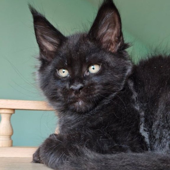 Maine Coon Genry