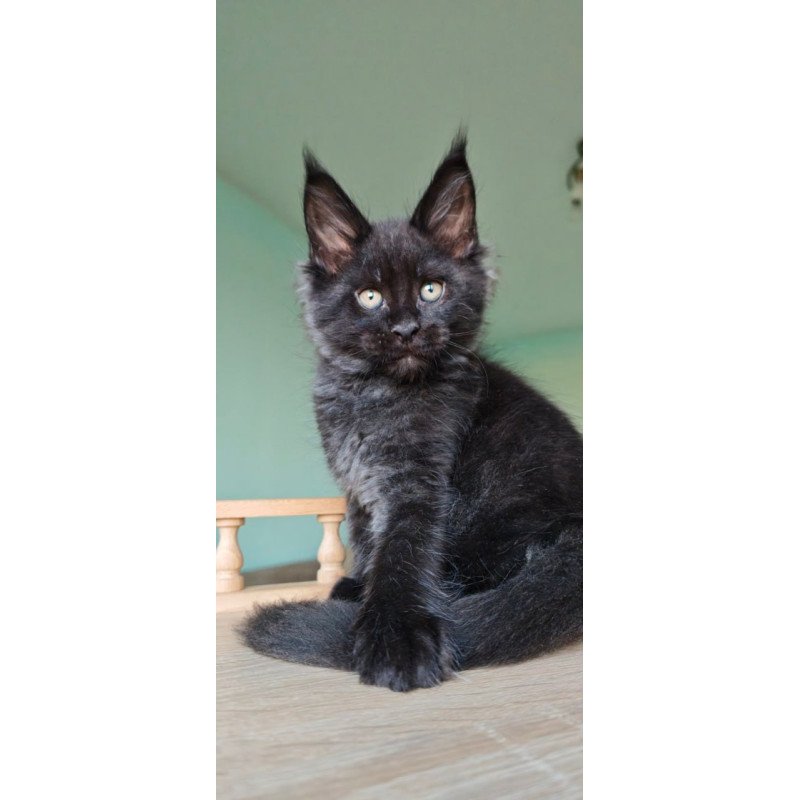 Maine Coon Genry