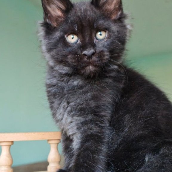 Maine Coon Genry