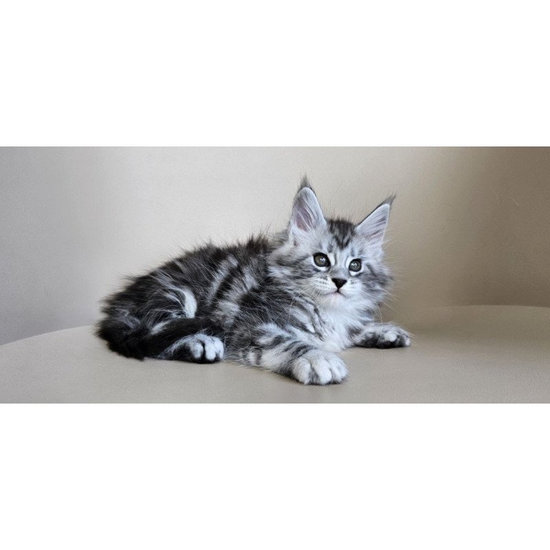 Maine Coon Elisaveta