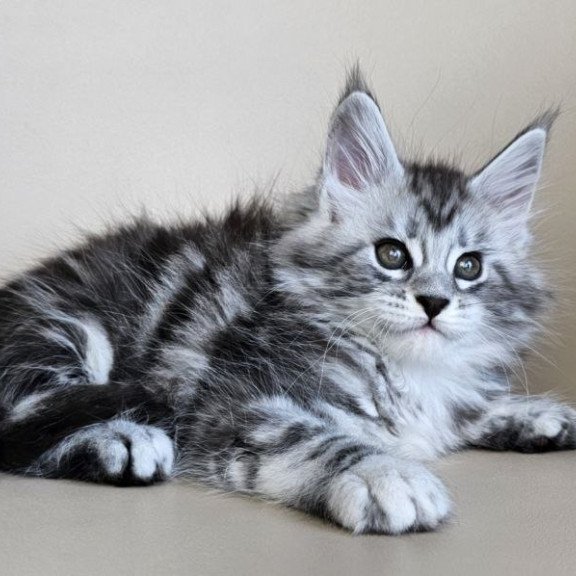 Maine Coon Elisaveta
