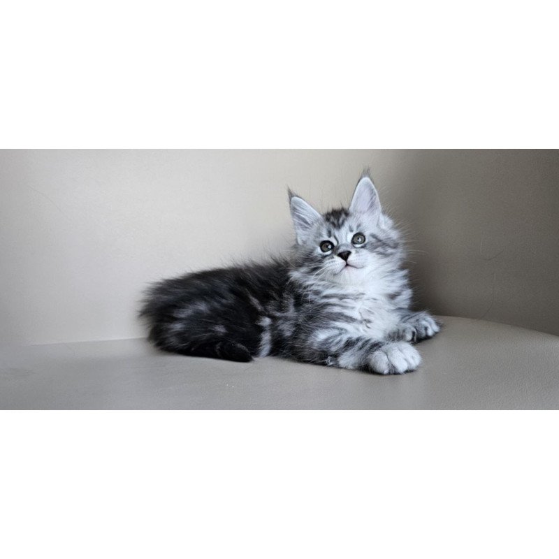 Maine Coon Elisaveta