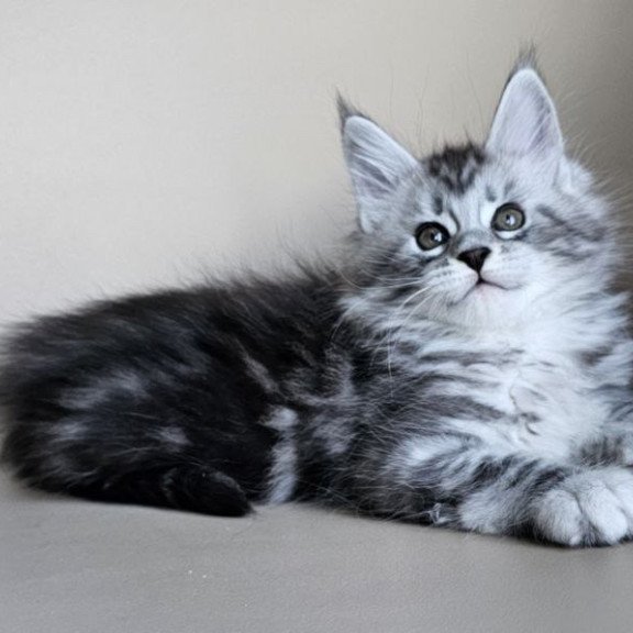 Maine Coon Elisaveta