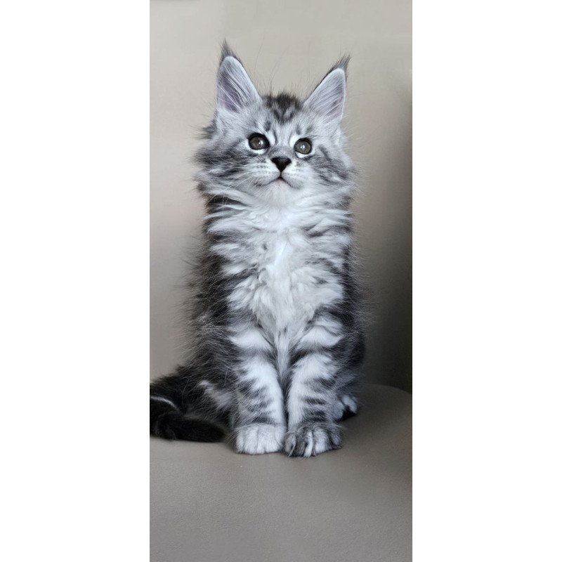 Maine Coon Elisaveta