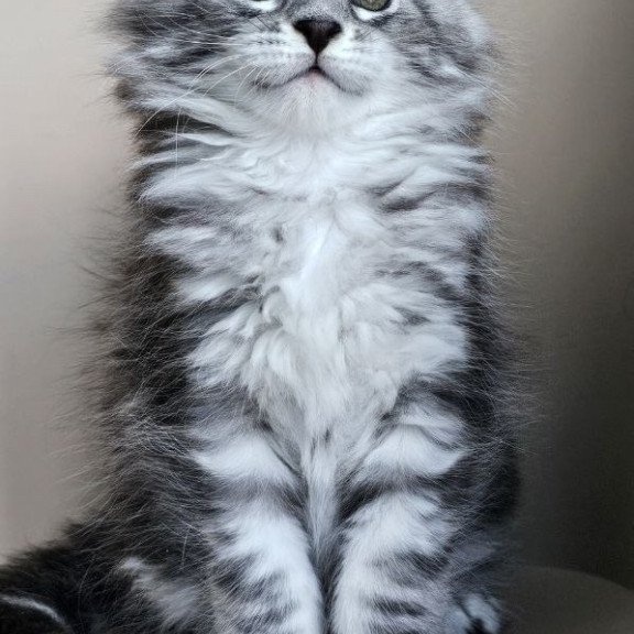 Maine Coon Elisaveta