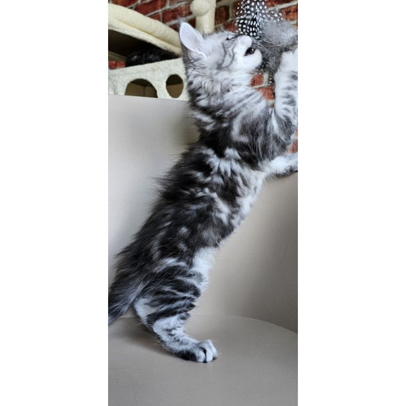 Maine Coon Elisaveta