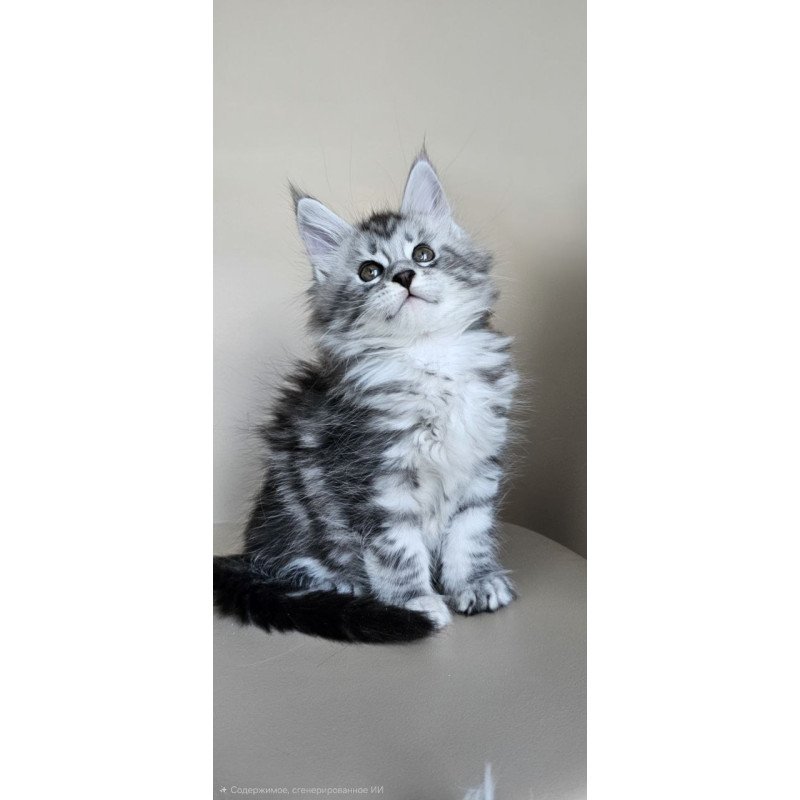 Maine Coon Elisaveta