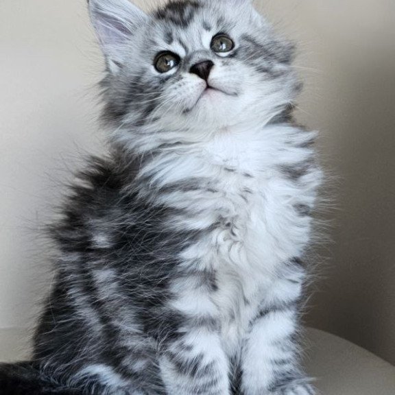 Maine Coon Elisaveta