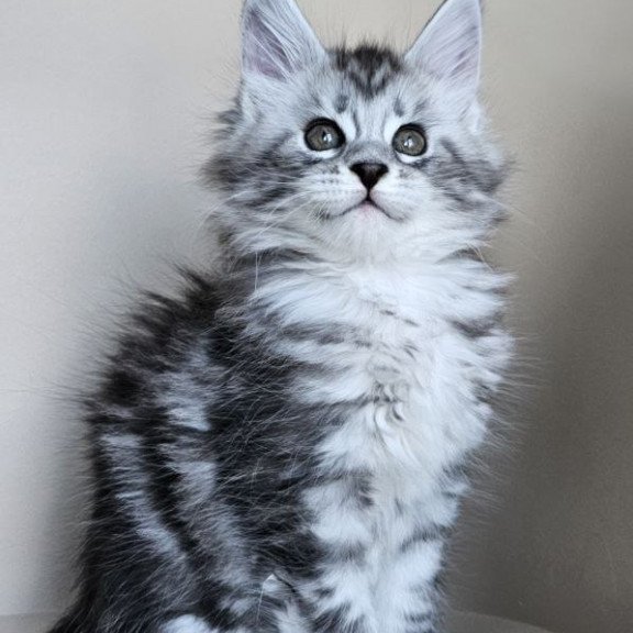 Maine Coon Elisaveta