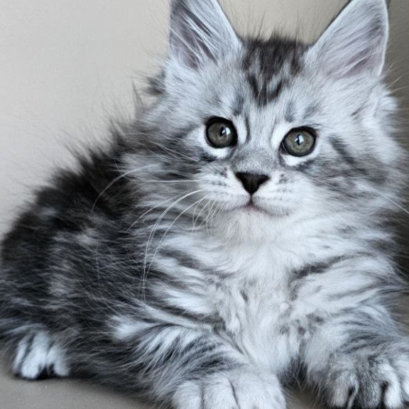 Maine Coon Elisaveta