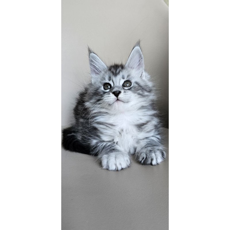 Maine Coon Elisaveta
