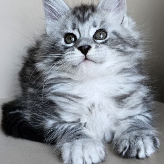 Maine Coon Elisaveta