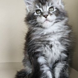 Maine Coon Edward