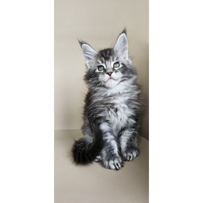 Maine Coon Edward