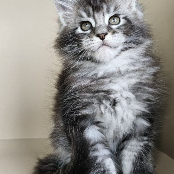 Maine Coon Edward