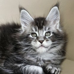 Maine Coon Edward