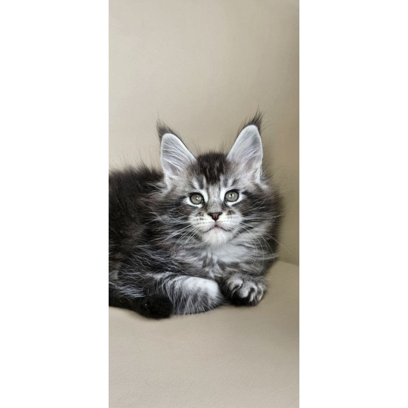 Maine Coon Edward